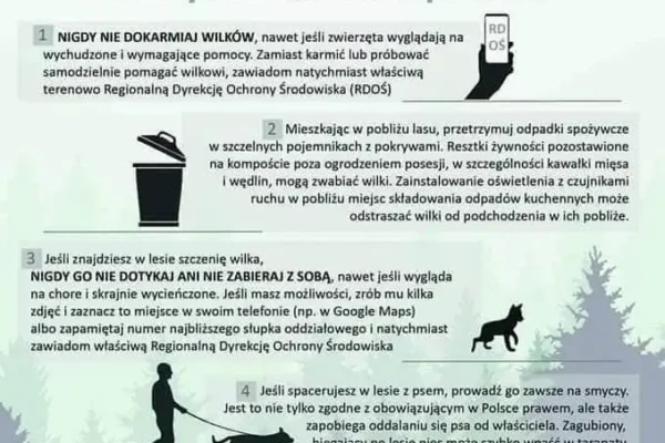 Jak bezpiecznie żyć w sąsiedztwie wilków? Praktyczne porady