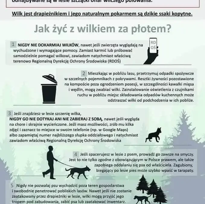Jak bezpiecznie żyć w sąsiedztwie wilków? Praktyczne porady