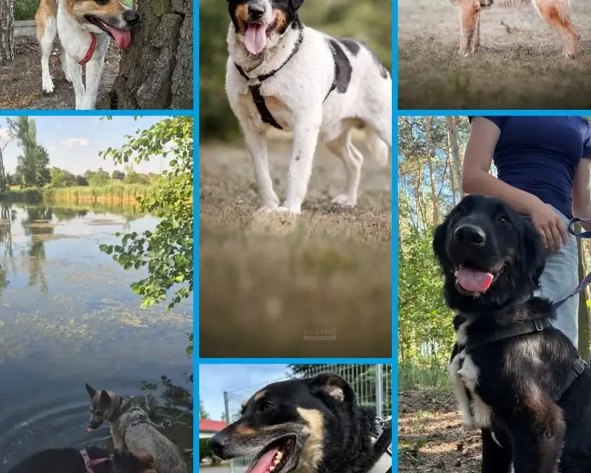 14 psów czeka na dom w pleszewskim azylu – możesz pomóc na wiele sposobów