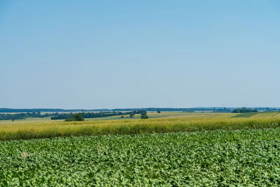 Dzierżawa gruntu rolnego w Lenartowicach – Burmistrz Pleszewa ogłasza wykaz