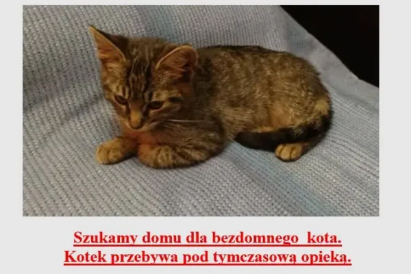 Kociak z gminy Czermin szuka nowego, kochającego domu